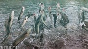 Vì sao cả vạn con cá lóc ở Cần Thơ nhảy múa được trên mặt nước?
